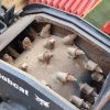 Bobcat Milling Machine - Image 3